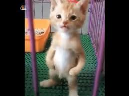 Sevimli Yavru Kediler Cute Kittens Youtube