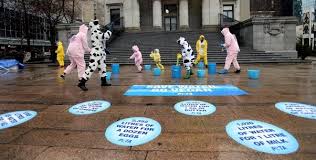 Image result for peta protests
