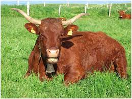 Generalidades De La Ganaderia Bovina Salers