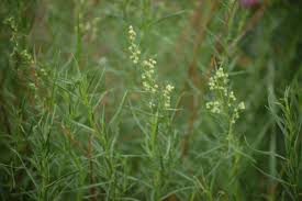 Image result for Artemisia sp.no.1