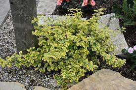 This plant boasts attractive yellow and green variegated leaves. Gold Splash Wintercreeper Euonymus Fortunei Roemertwo In Vancouver Victoria Burnaby Penticton Coquitlam British Columbia Bc At Gardenworks