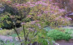 Diese 3 Pflanzen Verzaubern Im September Jeden Garten Pflanzen Straucher Garten Garten