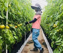 農作業着 ガーデニングファッション専門店 エフィルス on instagram monkuwa efiluz シンプルで合わせやすい日よけが 取り外しできるハット サックスカラーのdenimもんぺ ちょうどいい生地感 styling coordinat 農作業 ハット 生地