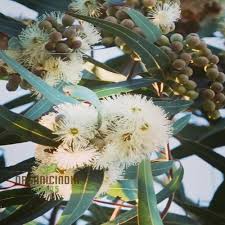 Image result for Eucalyptus citriodora