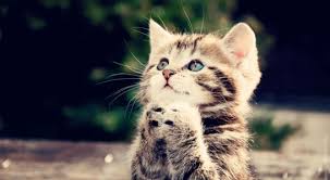 Yavru Kedi Resimleri Kedi Resimleri Cute Kittens Kediler Ve Yavrulari Komik Hayvanlar
