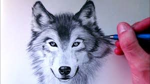 It is a social creature, friendly, and gregarious with its counterparts. How To Draw A Wolf Youtube