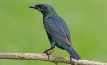 Saat berkicau, burung branjangan jantan akan menegakkan badannya dan membusungkan dadanya. 6 Cara Membedakan Branjangan Jantan Dan Betina Arenahewan Com