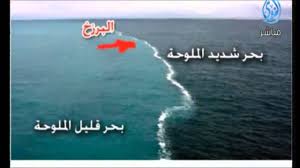 مرج البحرين يلتقيان العلماء ييستخدمون ألفاظ القرآن Weird Plants Islamic Videos Trees To Plant