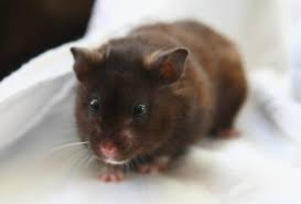 Hamsters Almonds Animals Mom Com