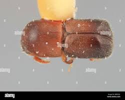 Image result for Bulbostylis nudiuscula