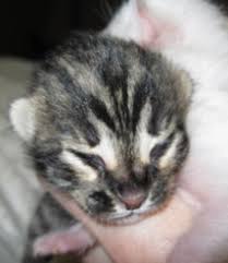 I am an exotic kitten breeder and offer kittens for sale in virginia specializing in: Auroralights Bengals Of Michigan Home