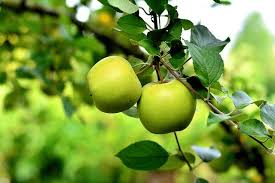 Dwarf fruit trees home depot. 5 Tips For Selecting Fruit Trees Happily Homegrown