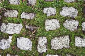 How To Remove Moss From Pavers | 🥇 Paver Installation San Diego