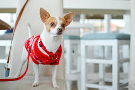 For a chihuahua with longer hair, brush them daily. How To Train A Chihuahua Techniques And Basic Orders