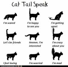 What Is Your Cat Trying To Tell You See What The Different Tail Positions Mean Cat Facts Cat Tail Cat Language