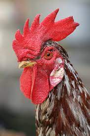 A rooster comb injection uses hyaluronic acid from rooster cartilage to relieve the knee joint pain note: Dubbing Poultry Wikipedia