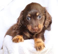 Find dachshund puppies for sale on pets4you.com. Cheniesvilla A Breeder Of Pedigree Long Haired Miniature Dachshund Puppies For Sale