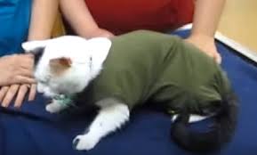 The hidden mode of android 8.0 oreo called recovery should allow you to perform hard reset, wipe cache partition or android 8.0 oreo update. Baby Onesie Cat Cover Petdiys Com