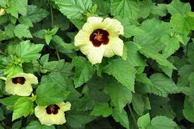 Image result for Hibiscus calyphyllus