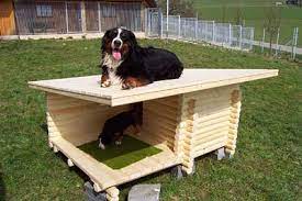 Sein kräftiger kopf weist einen deutlichen stop auf. Berner Sennenhund Fotos