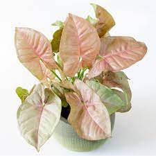 Pin On House Plants