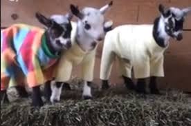 Mobile photo upload sobre élebê baixa. Video Cabras En Pijama Se Viralizan En Internet Vix