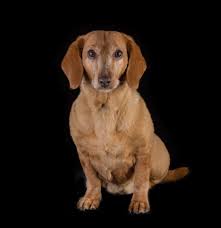 The Schnitz Golden Retriever Labrador Retriever Retriever