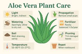 Image result for Aloe barendii