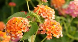 Image result for Lantana angolensis