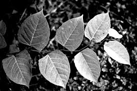 We did not find results for: Simple Nature Black White Leaves Black White Photography On Fstoppers