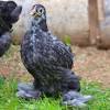 The partridge cochin is a single comb, feather legged variety that originated in china. Https Encrypted Tbn0 Gstatic Com Images Q Tbn And9gcsrgwqwpmcawtva1 Rajzysa7ob Nwogdqe1k62fhcqw6l9ia D Usqp Cau
