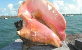 Lượt xem 2 tr12 năm trước. Se Empieza A Extinguir Del Mar Caribe El Caracol De Mar O Caracol Pala Opinion Caribe