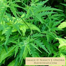 Image result for Vigna heterophylla