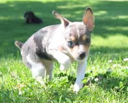 Rat Terrier Puppies Black And Brown Blue Merle Rat Terrier Puppy Love Rat Terrier Puppies Rat Terriers Puppies