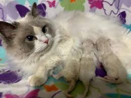 The ragdoll is a moderately active cat. Ragdoll Available Kittens San Diego Ca Ragbencher Ragdolls Ragdoll Kittens For Sale Kittens Baby Cats