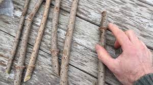 Seeds can take a couple of years to. Propagating Elderberries Youtube