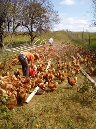 In warm months, i feed mine, not much…mostly table scraps and mostly for supplementing calcium. What Is Free Range Chicken Smith Meadows