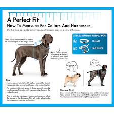 Maybe you would like to learn more about one of these? Coastal Pet Products Comfort Wrap Personalized Dog Harness Dog Harnesses Petsmart