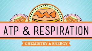 What organisms perform cellular respiration? Atp Respiration Crash Course Biology 7 Youtube