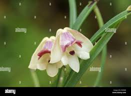 Image result for Polystachya vulcanica