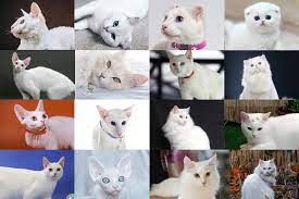 مشرف يجب خصوصية انواع القطط المنزلية بالصور comertinsaat com