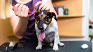 We explain step by step how to clean my dog's ears correctly. How To Clean A Dog S Ears A Handy Guide Purina