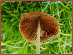 Image result for Conocybe lactea