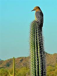 'birds are especially adept at living in prickly surroundings. Pin On Us Arizona