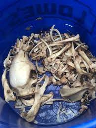 Maceration 101- How To Clean Bones With Water - Oddarticulations, Llc