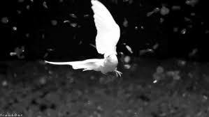 Colorful Birds Flying In The Sky Gif Https Encrypted Tbn0 Gstatic Com Images Q Tbn 3aand9gcqxhuqqxbnyebsxkztpoxja2tu5swnte Pqma Usqp Cau