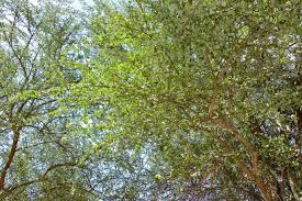 Image result for Balanites maughamii