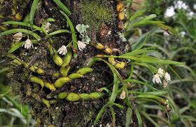 Image result for Polystachya virginea