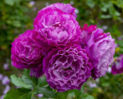 Rose names rose types of flowers with pictures. 15 Varieties Of Roses To Consider For Your Garden