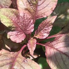 Image result for Amaranthus dubius